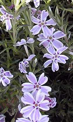 Moss Pink(Phlox subulata)