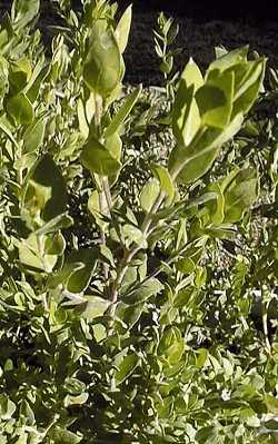 Sweet Pea Shrub(Polygala Χ dalmaisiana)