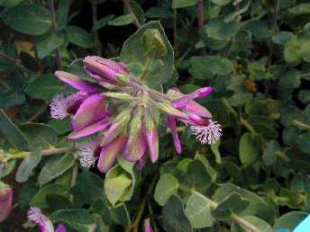 Sweet Pea Shrub(Polygala Χ dalmaisiana)