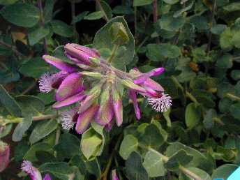 Sweet Pea Shrub(Polygala Χ dalmaisiana)