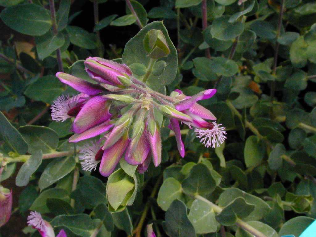 Sweet Pea Shrub (Polygala Χ dalmaisiana)