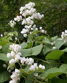 Queen's Wreath, Rosa de Montana, Coral Vine(Antigonon leptopus)