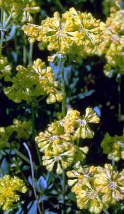 Sulphur-Flower Buckwheat(Eriogonum umbellatum)