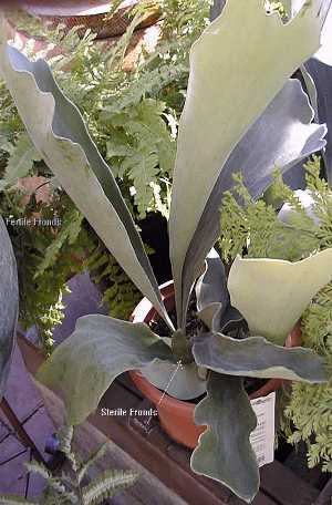 Staghorn Fern(Platycerium bifurcatum)