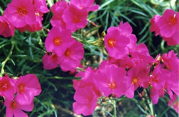 Rock Purslane(Calandrinia umbellata)