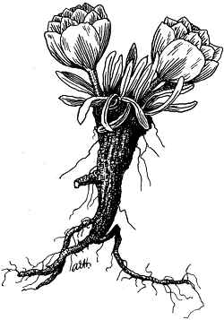 Bitter Root(Lewisia rediviva)