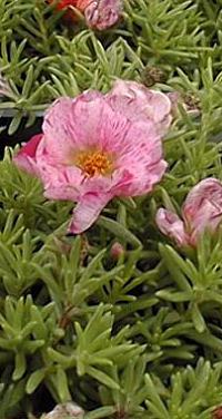 Portulaca, Moss Rose(Portulaca grandiflora)