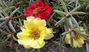 Portulaca, Moss Rose(Portulaca grandiflora)