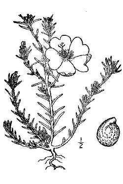 Portulaca, Moss Rose(Portulaca grandiflora)