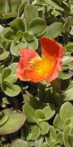 Wingpod Purslane(Portulaca umbraticola)