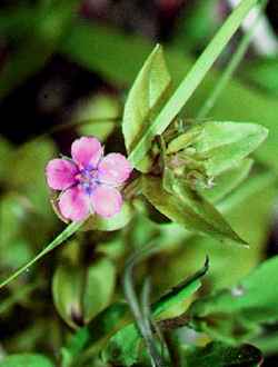 Scarlet Pimpernel(Anagallis arvensis)