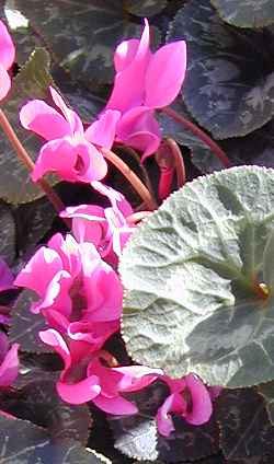 Florists Cyclamen(Cyclamen persicum)