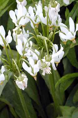 Shooting Star, American Cowslip(Dodecatheon meadia)