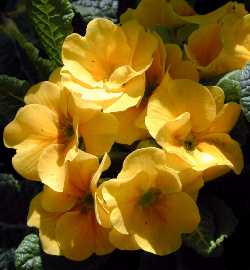 Polyanthus Primrose, English Primrose(Primula polyantha)