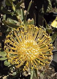 Nodding Pincushion(Leucospermum nutans)