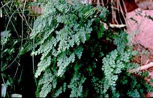 Common Maidenhair(Adiantum capillus-veneris)