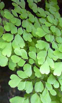 Delta Maidenhair(Adiantum raddianum)