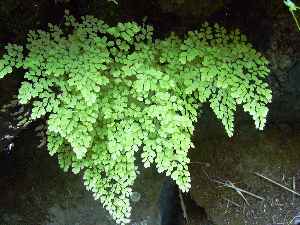 Delta Maidenhair(Adiantum raddianum)