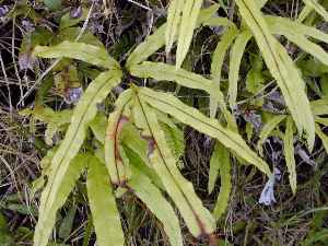 Cretan Brake Fern, Polipoli(Pteris cretica)