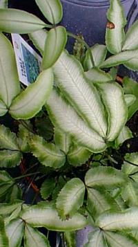 Slender Brake Fern, Slender Brake Fern(Pteris ensiformis)