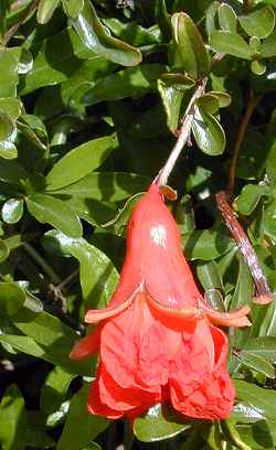 Pomegranate, Granada(Punica granatum)