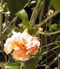 Pomegranate, Granada(Punica granatum)