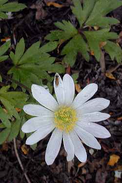 Greek Anemone, Windflower(Anemone blanda)