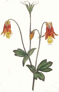 Red Columbine(Aquilegia canadensis)