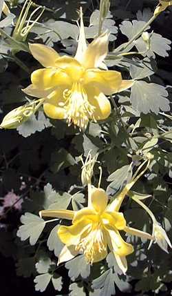 Golden Columbine(Aquilegia chrysantha)