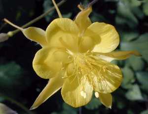 Golden Columbine(Aquilegia chrysantha)