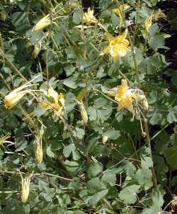 Golden Columbine(Aquilegia chrysantha)