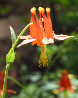 Red Columbine, Western Columbine(Aquilegia formosa)