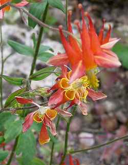 Red Columbine, Western Columbine(Aquilegia formosa)