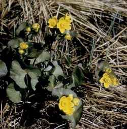 Yellow Marsh Marigold(Caltha palustris)