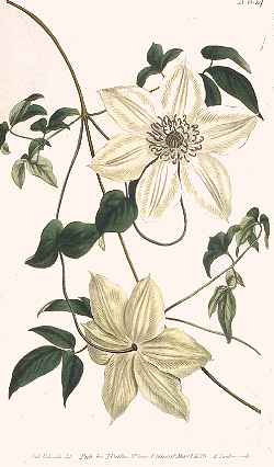 (Clematis florida var. sieboldii )