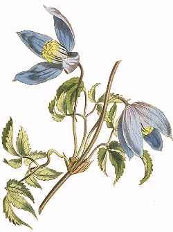 Alpine Clematis(Clematis alpina)