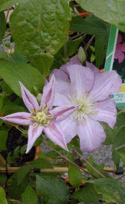 (Clematis 'Comtesse de Bouchaud')