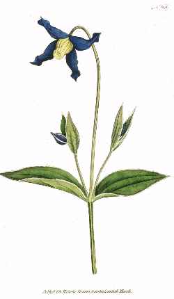 Bushy Blue Bell Clematis(Clematis integrifolia)