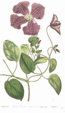 (Clematis viticella)