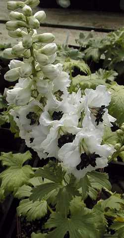 Candle Delphinium, Candle Larkspur(Delphinium elatum)