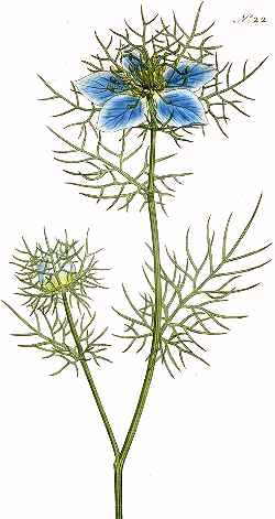 Devil in the Bush, Love in a Mist(Nigella damascena)