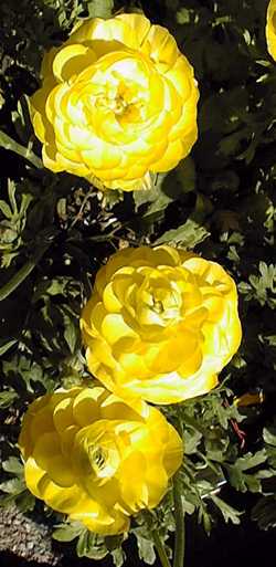 Persian Buttercup, Persian Ranunculus(Ranunculus asiaticus)