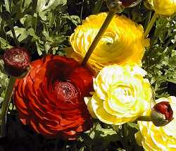 Persian Buttercup, Persian Ranunculus(Ranunculus asiaticus)