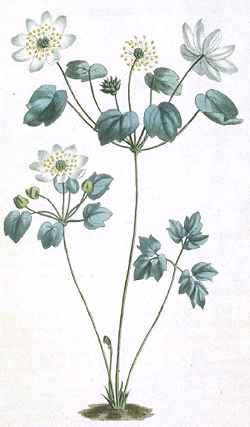 Rue Anemone(Thalictrum thalictroides)