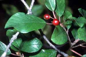 Alder Buckthorn, Glossy Buckthorn(Frangula alnus)