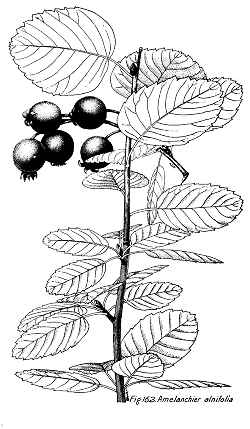 Saskatoon Serviceberry(Amelanchier alnifolia)