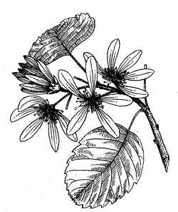 Saskatoon Serviceberry(Amelanchier alnifolia)