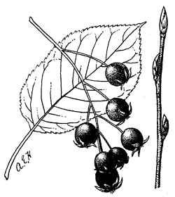 Canadian Serviceberry(Amelanchier canadensis)