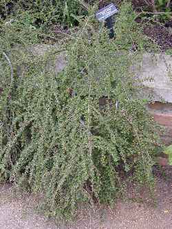 Creeping Cotoneaster(Cotoneaster adpressus)