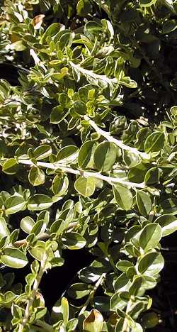 Rock Cotoneaster(Cotoneaster horizontalis)